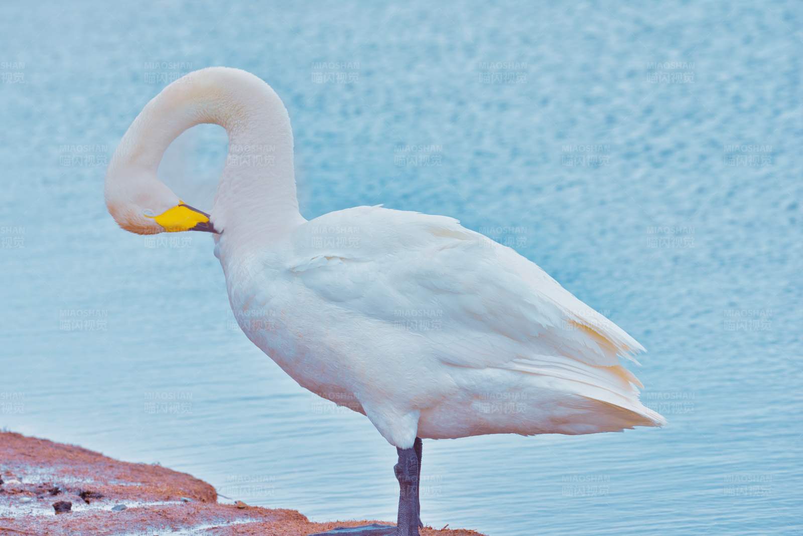 天鹅优雅姿态图片