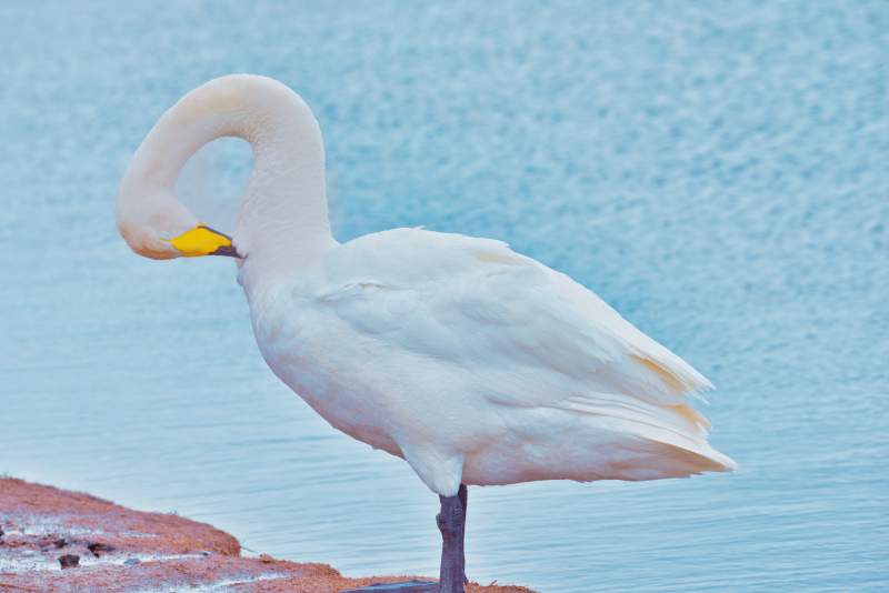 天鹅优雅姿态图片