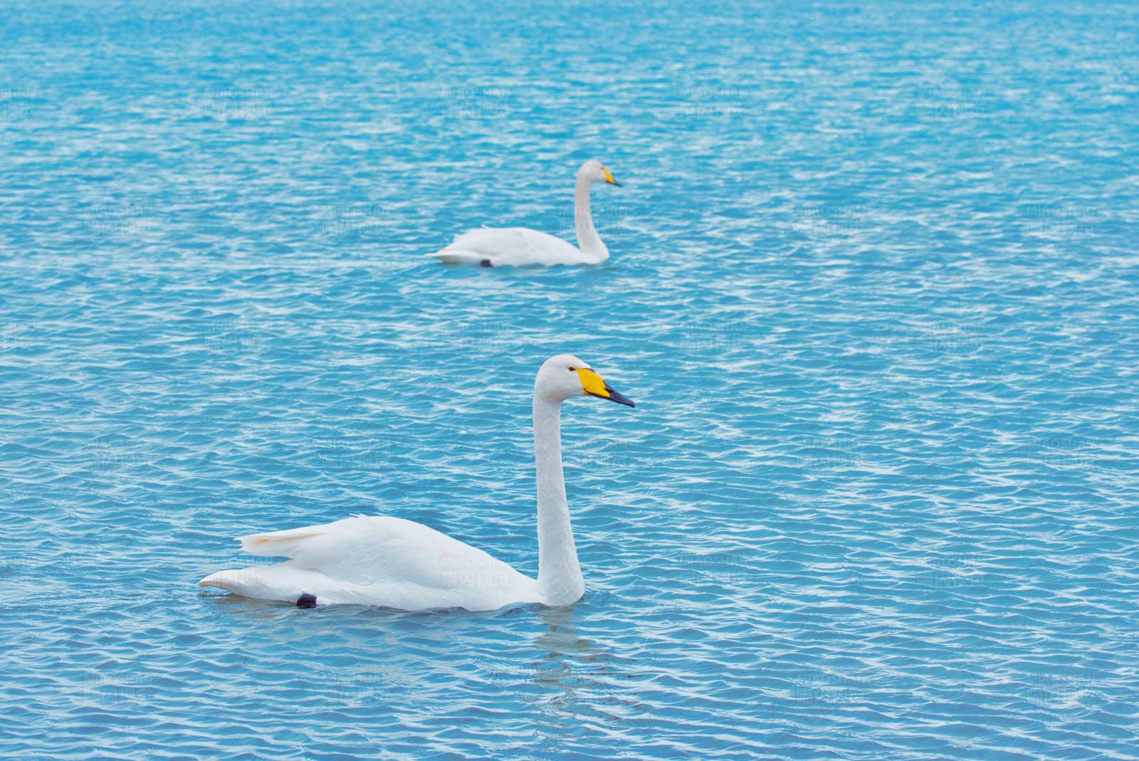 湖中两只天鹅图片