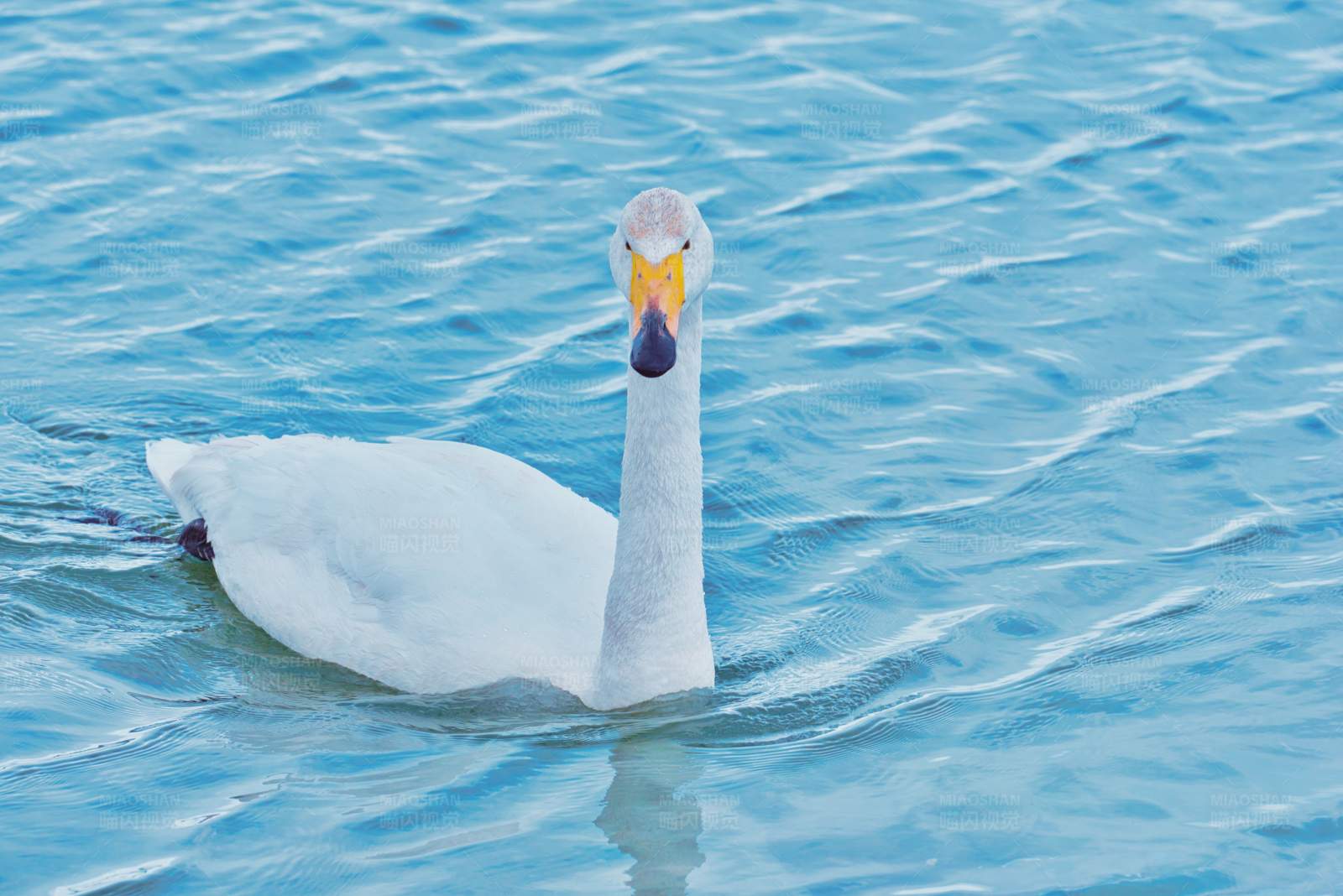 湖中独游的白天鹅图片