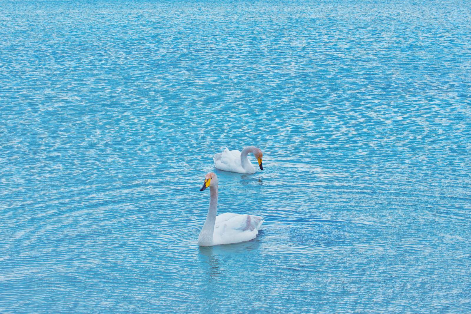 湖中双天鹅图片
