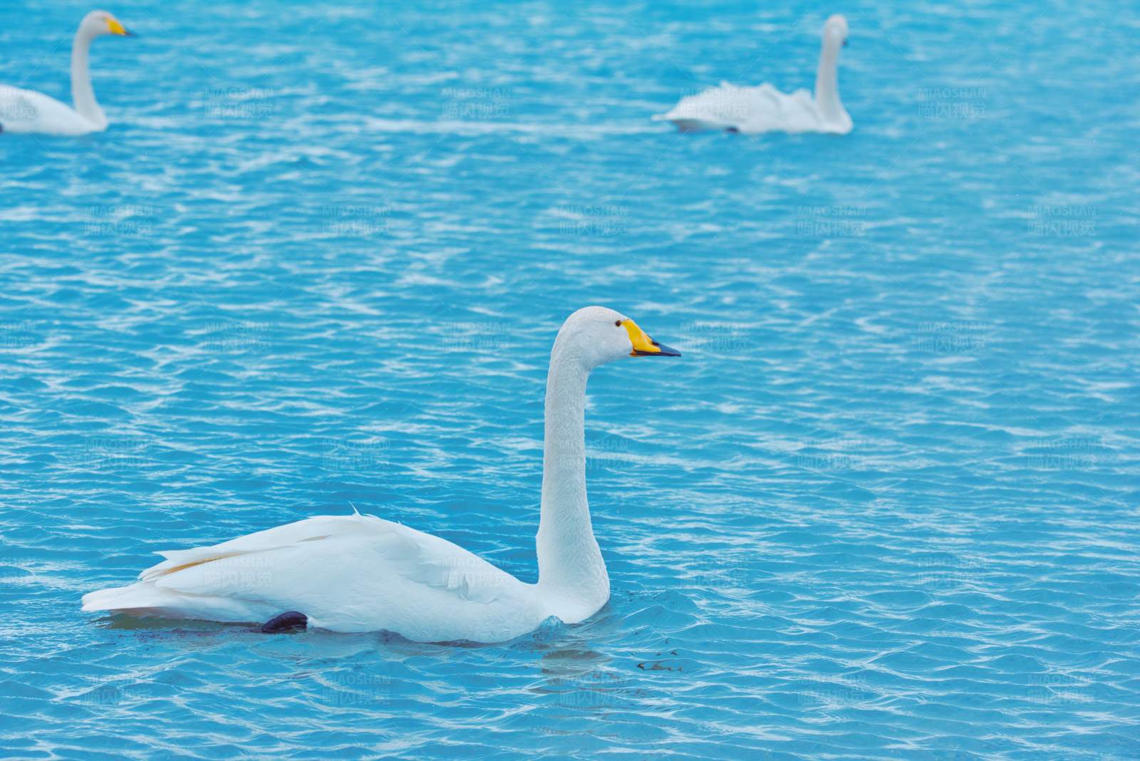 湖中游弋的白天鹅图片
