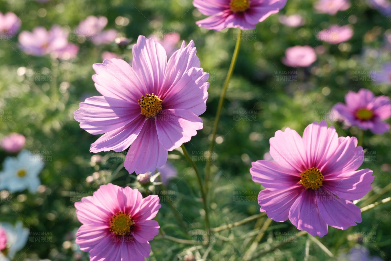 粉色花朵绽放图片