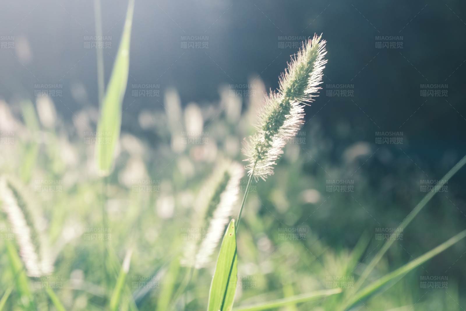 晨光中的野草图片