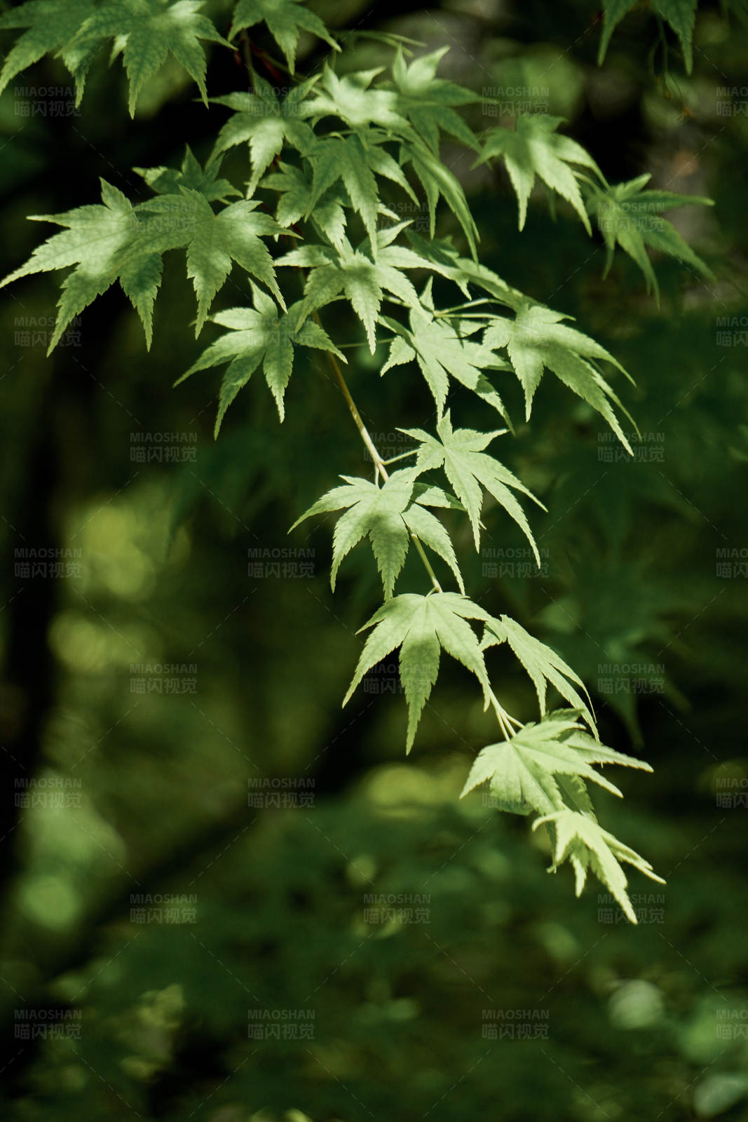 绿叶在阳光下图片