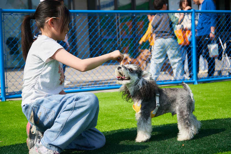小女孩与小狗玩耍图片