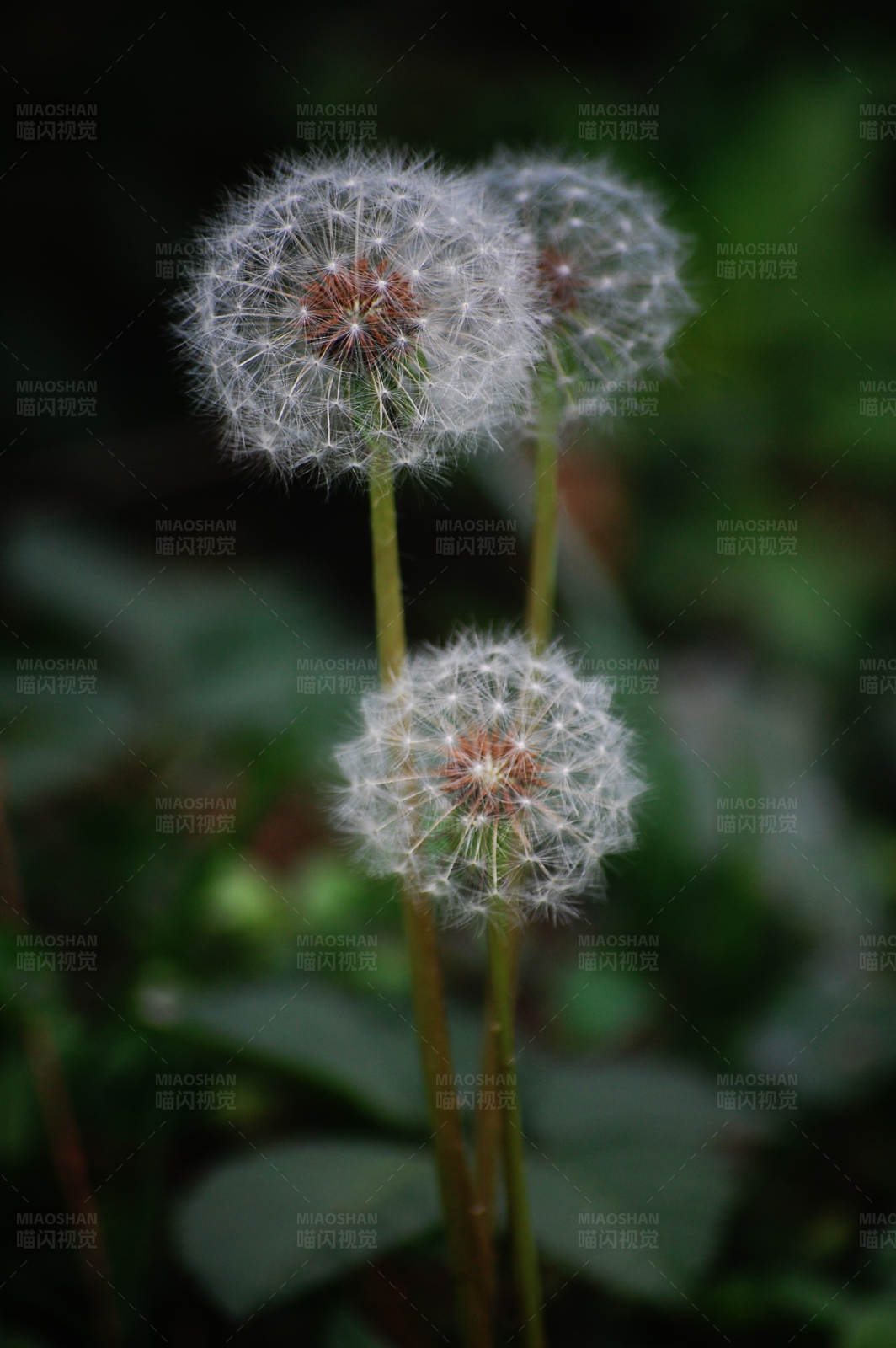 蒲公英的轻盈舞姿图片