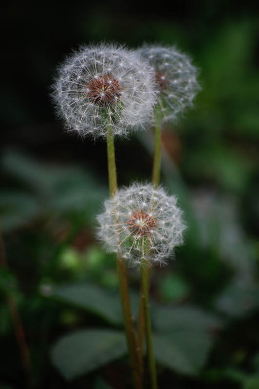 蒲公英的轻盈舞姿图片