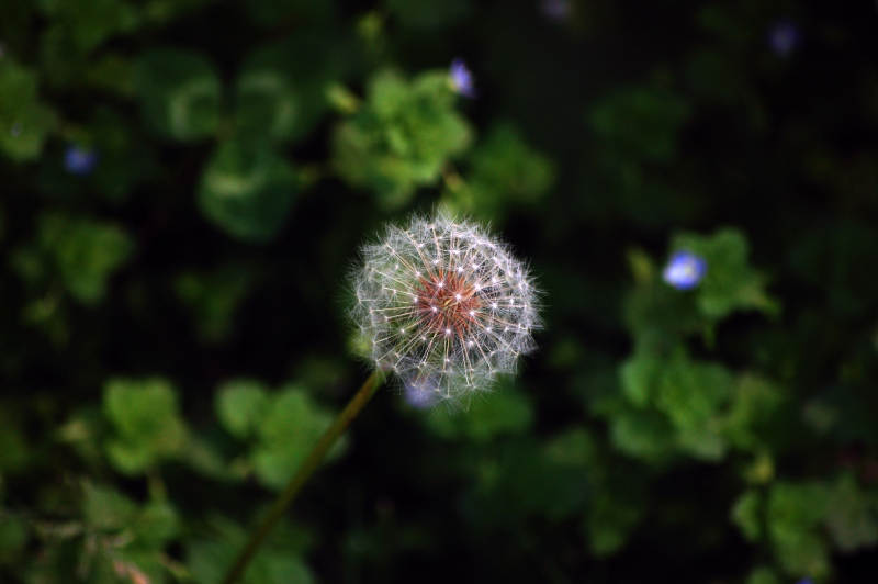 蒲公英的种子图片