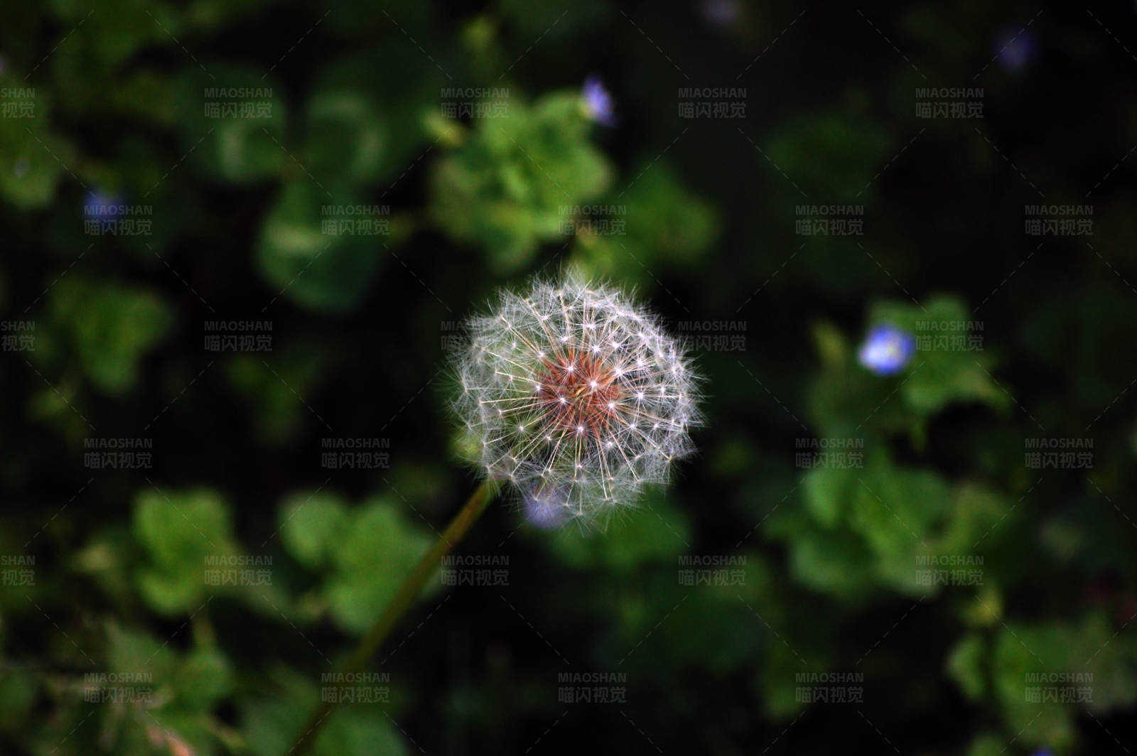 蒲公英的种子图片