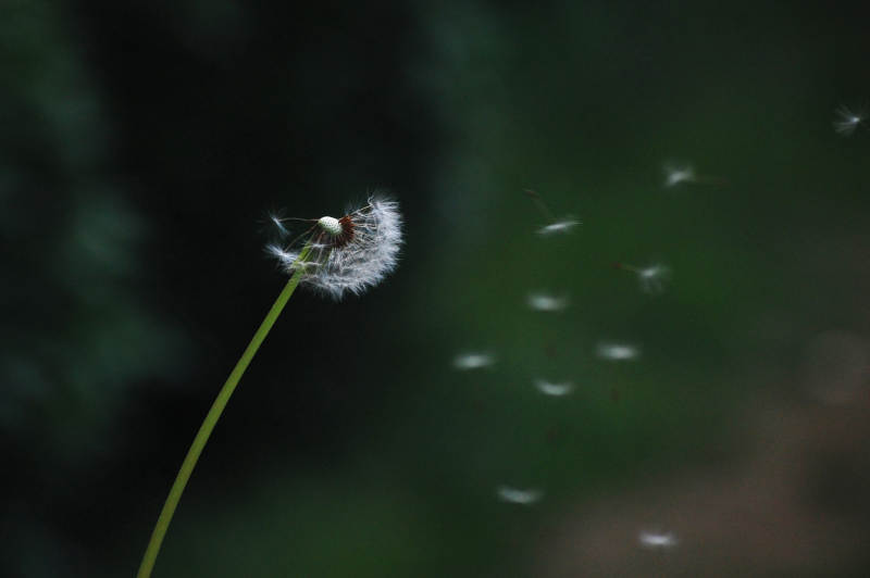 风中的蒲公英图片