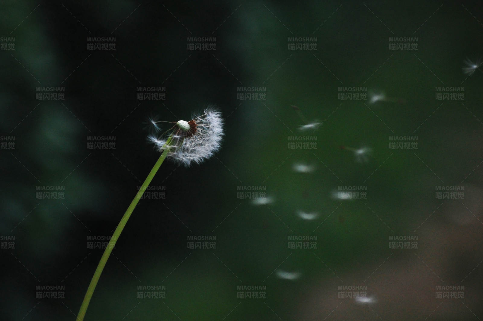 风中的蒲公英图片