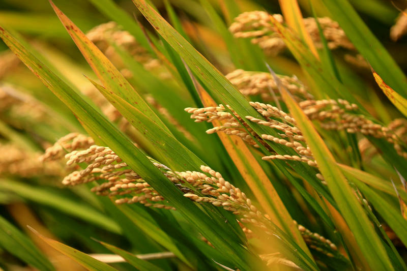 稻谷丰收的景象图片