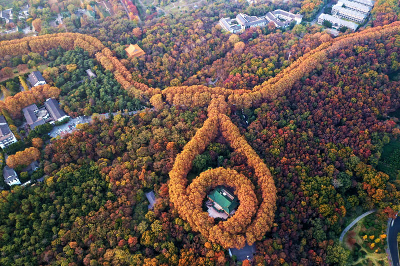 航拍秋日南京紫金山梧桐大道图片
