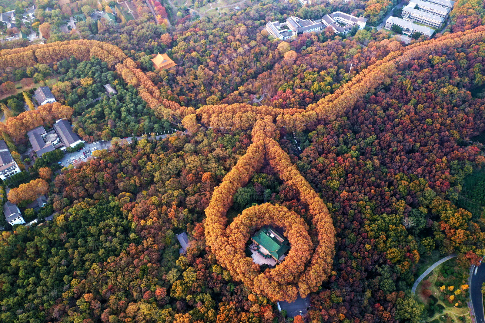 航拍秋日南京紫金山梧桐大道图片