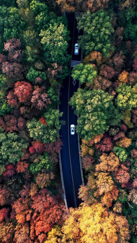 航拍南京紫金山森林中的公路图片