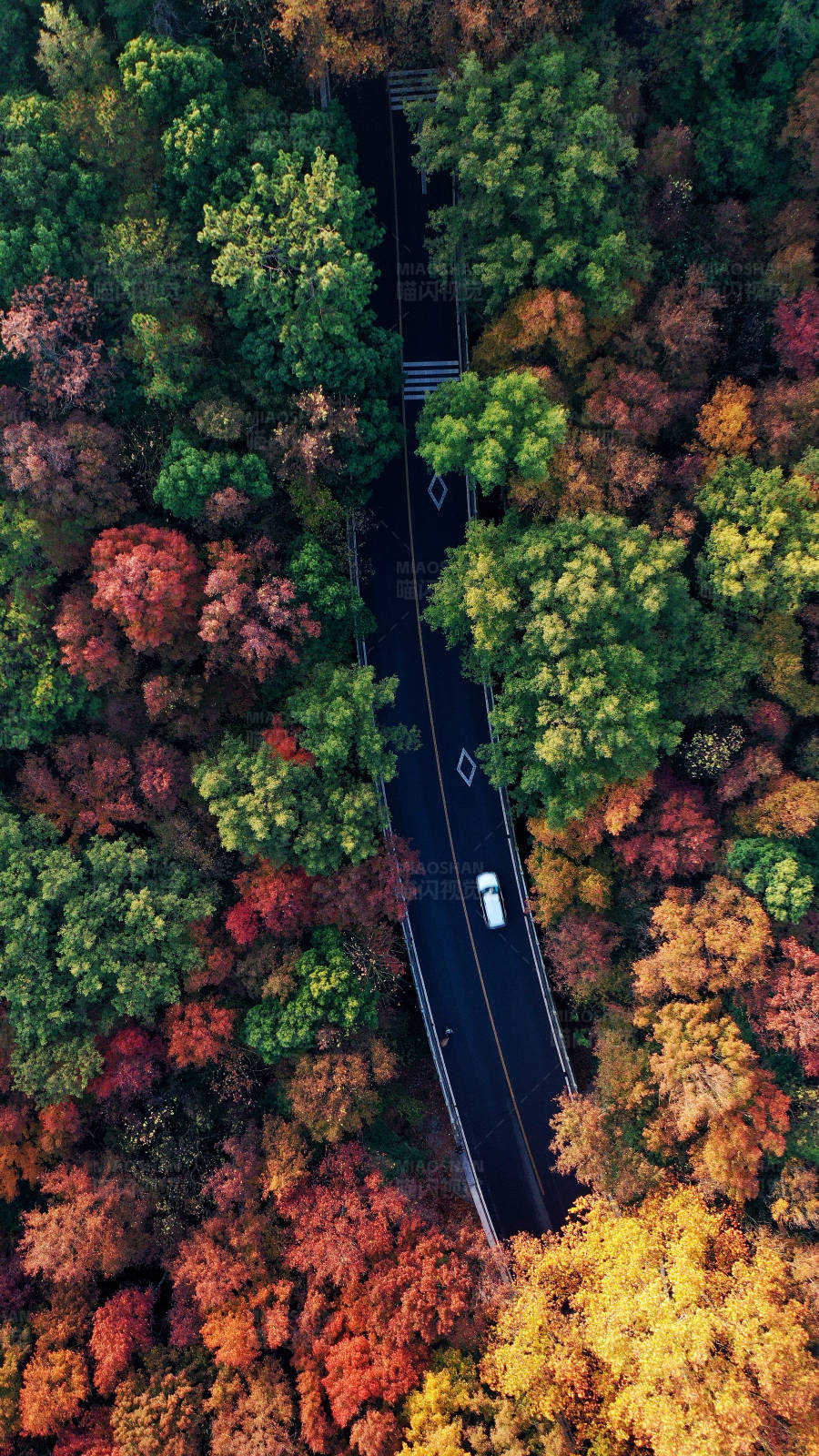 一辆白色汽车行驶在深秋森林里的公路图片