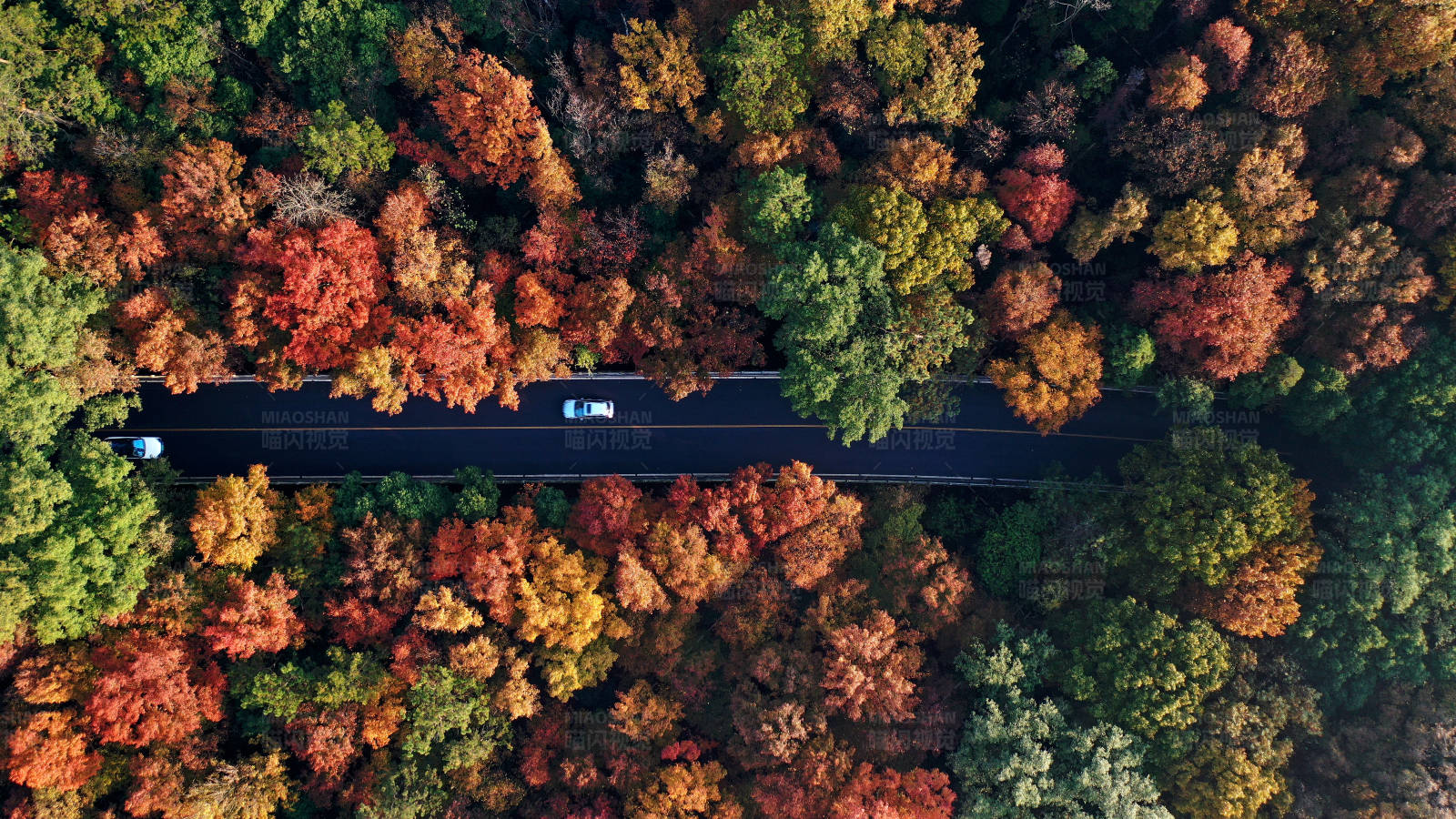 航拍深秋时节南京紫金山陵园路图片
