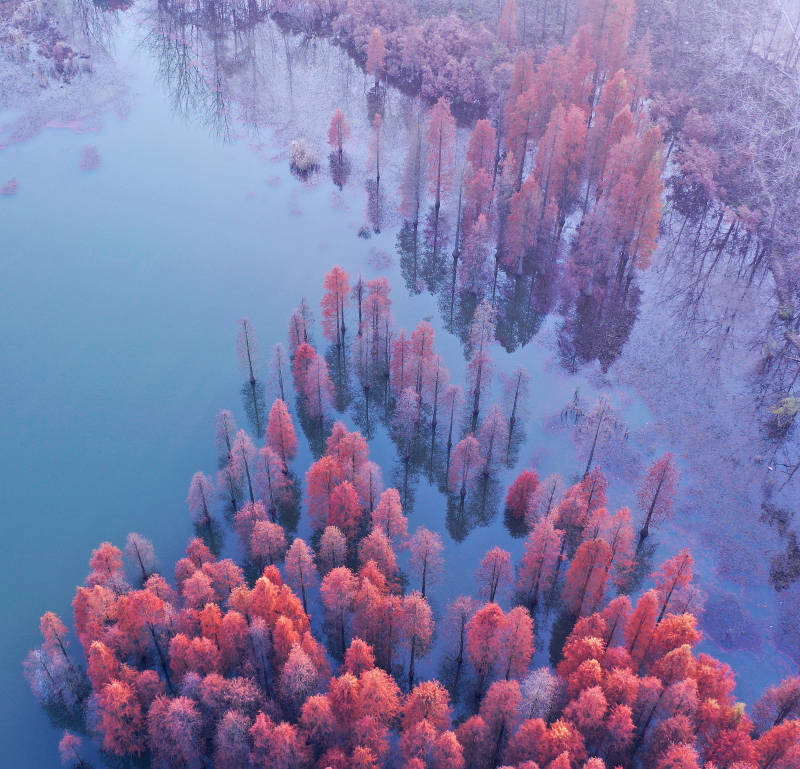 航拍深秋的南京六合水上杉林图片