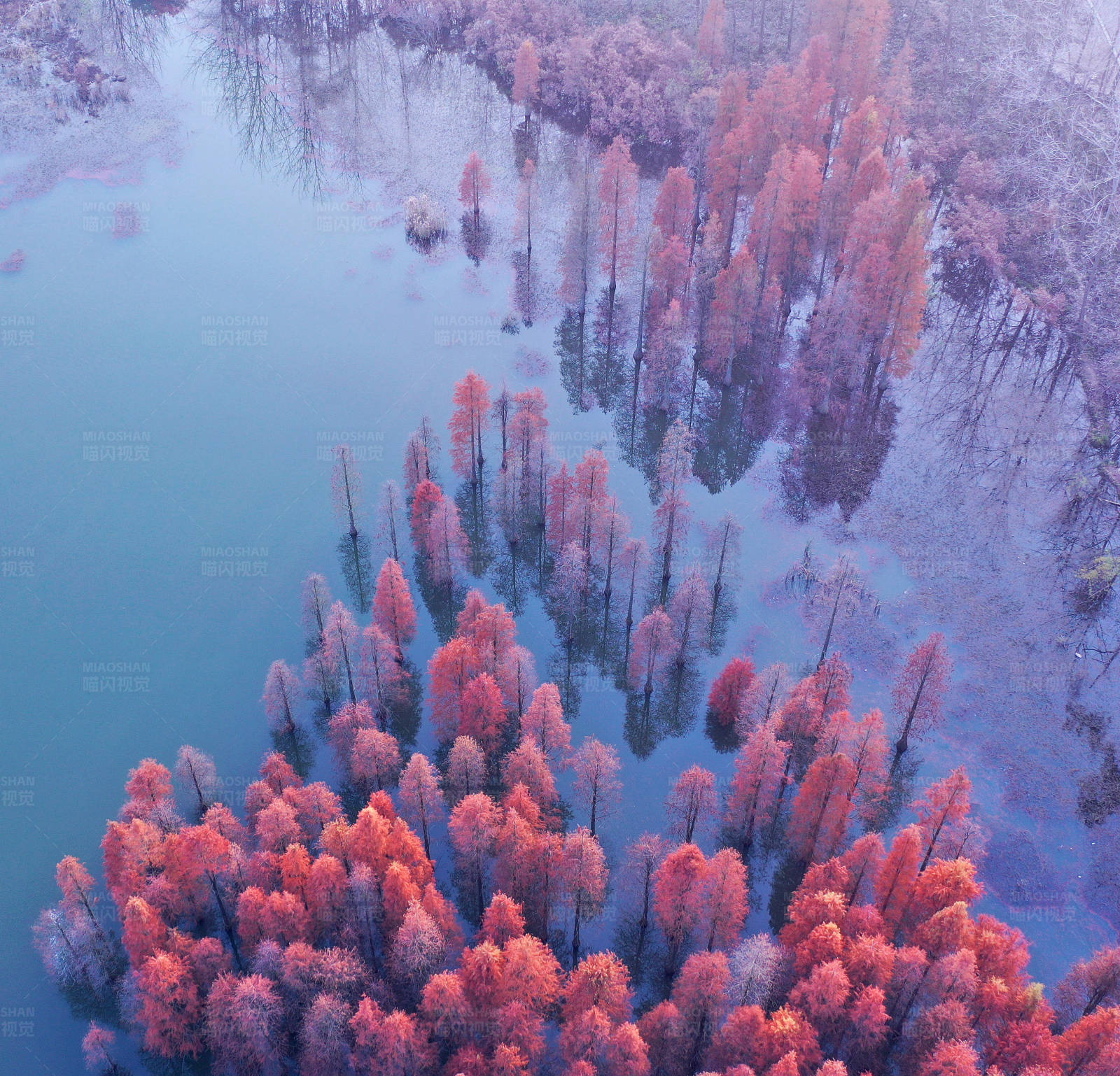 航拍深秋的南京六合水上杉林图片