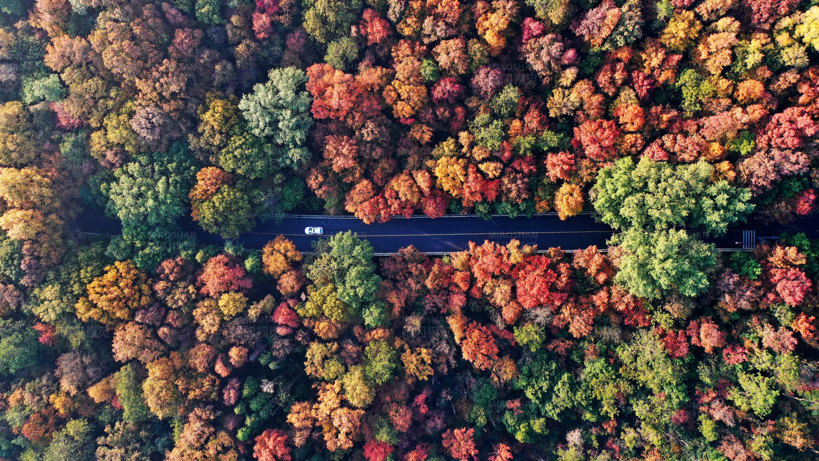 航拍秋日南京紫金山五彩树林里的公路图片