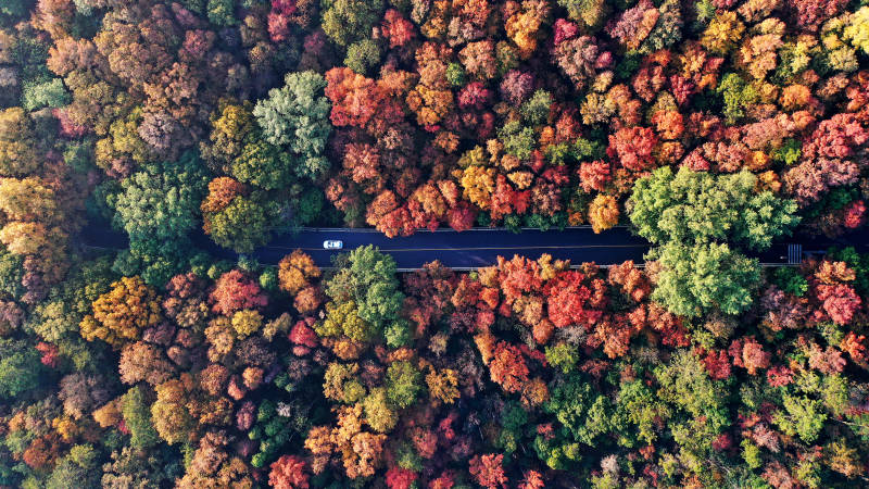 航拍秋日南京紫金山五彩树林里的公路图片