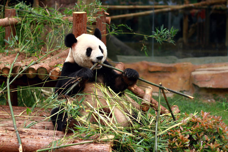 熊猫享受竹子大餐图片