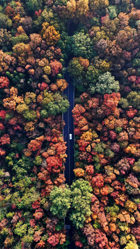 航拍秋日森林中一辆白色小汽车的孤独旅程图片
