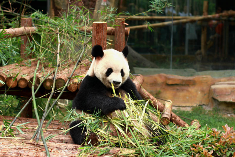 熊猫享受美食时光图片