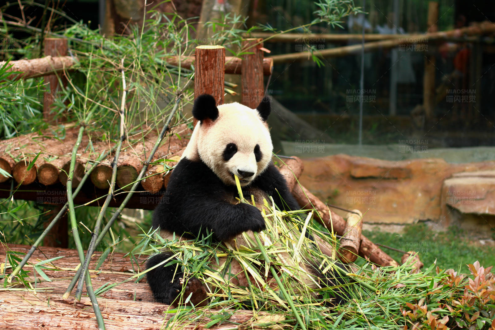 熊猫享受美食时光图片
