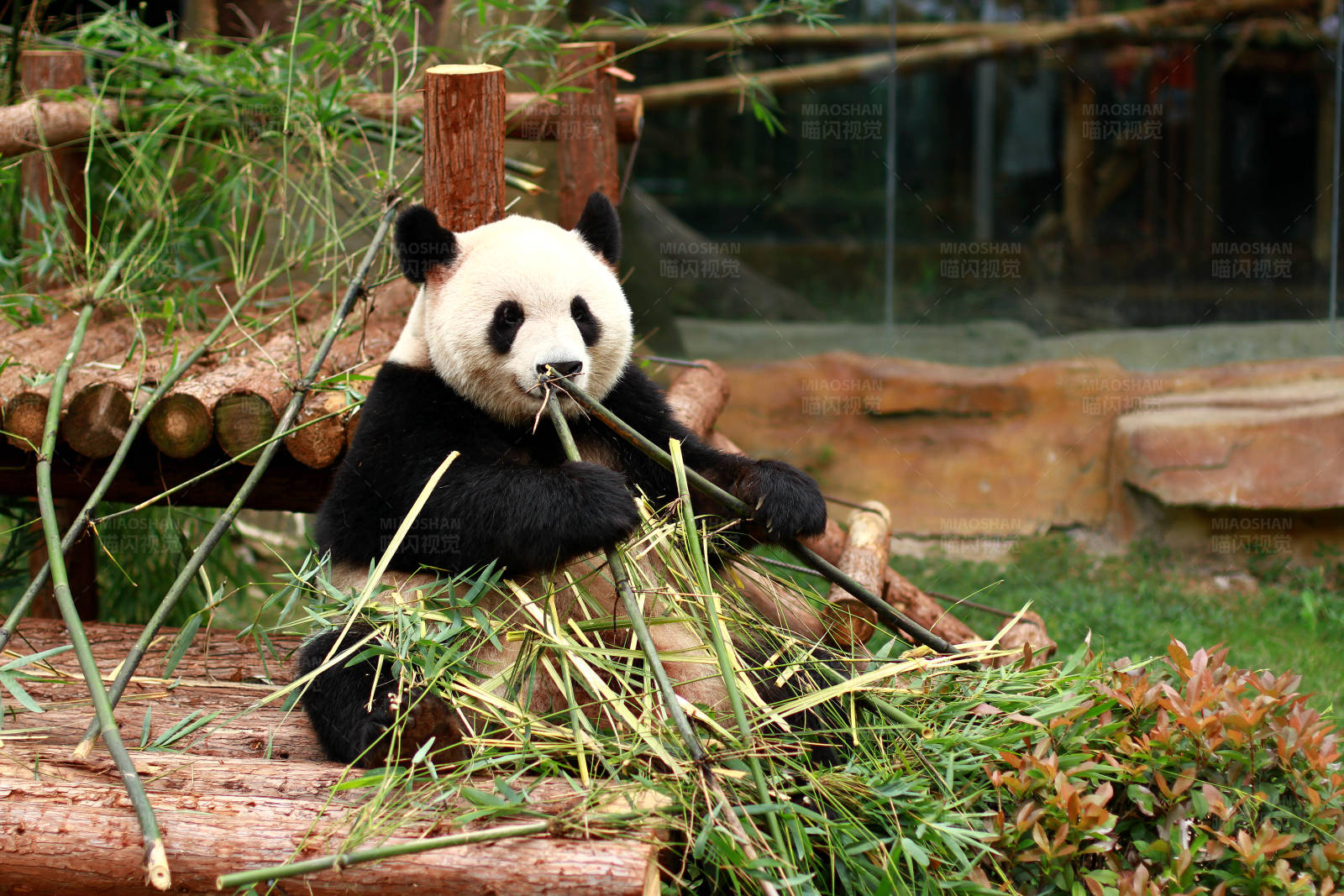 熊猫享受竹子大餐图片