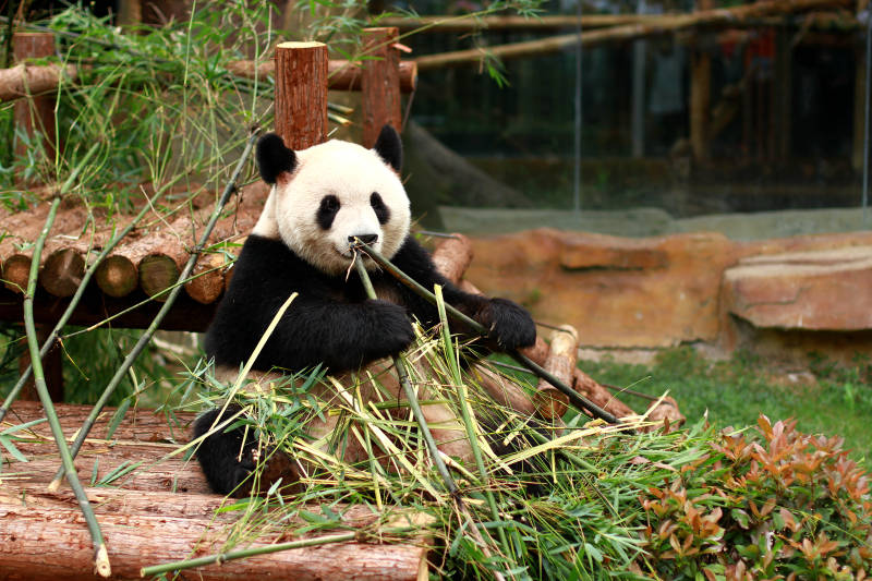 熊猫享受竹子大餐图片