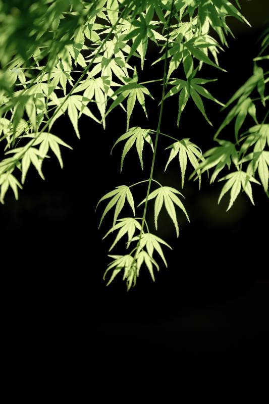 绿叶垂挂 光影交错图片