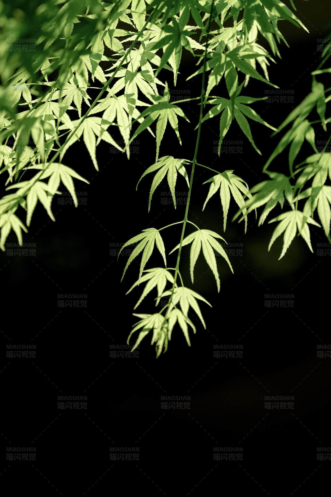 绿叶垂挂 光影交错图片