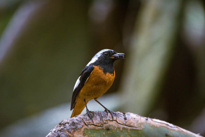 小鸟栖息于自然之中图片