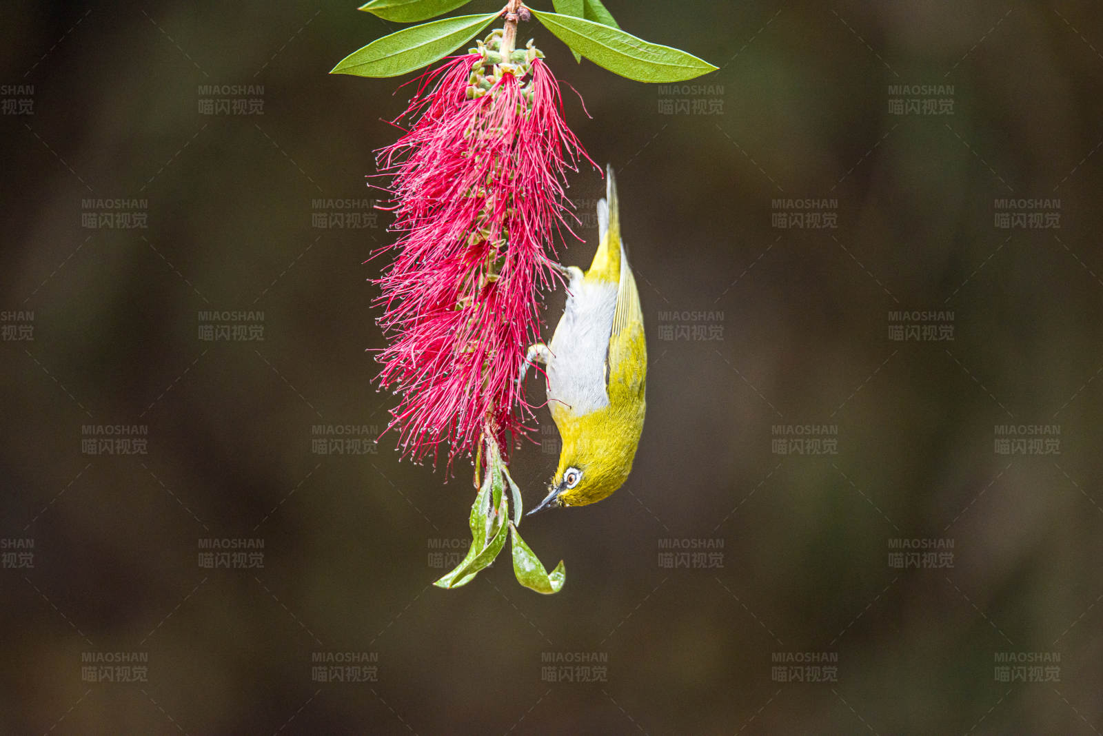 小鸟倒挂采蜜图片