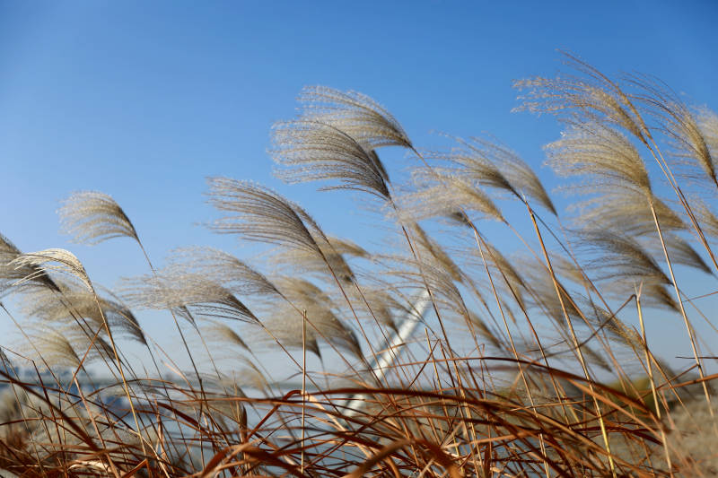 秋风中的芦苇图片