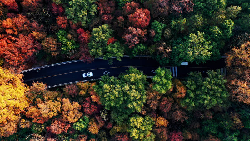 航拍秋日南京紫金山森林中的蜿蜒公路图片