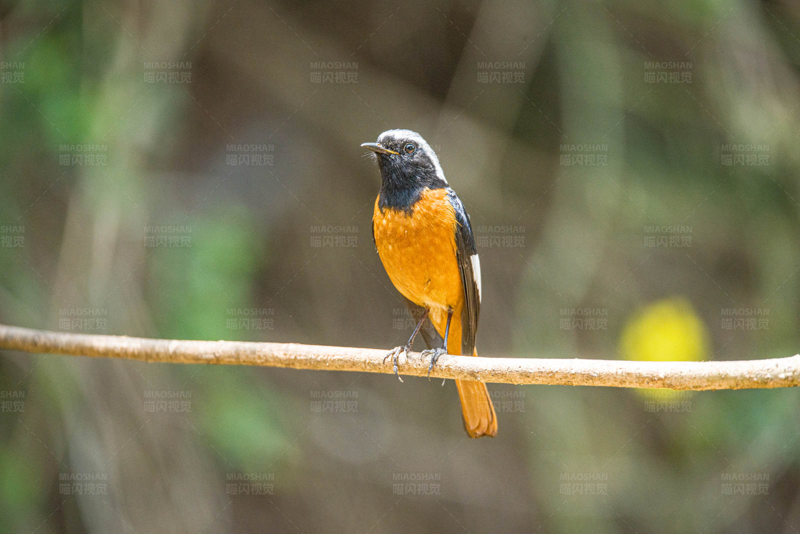 橙腹小鸟栖枝头图片