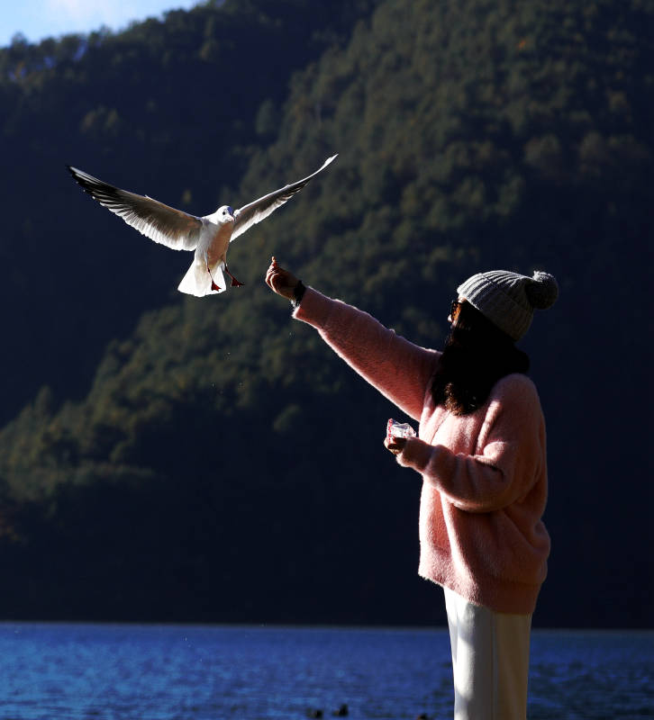 泸沽湖畔喂食海鸥的女孩图片