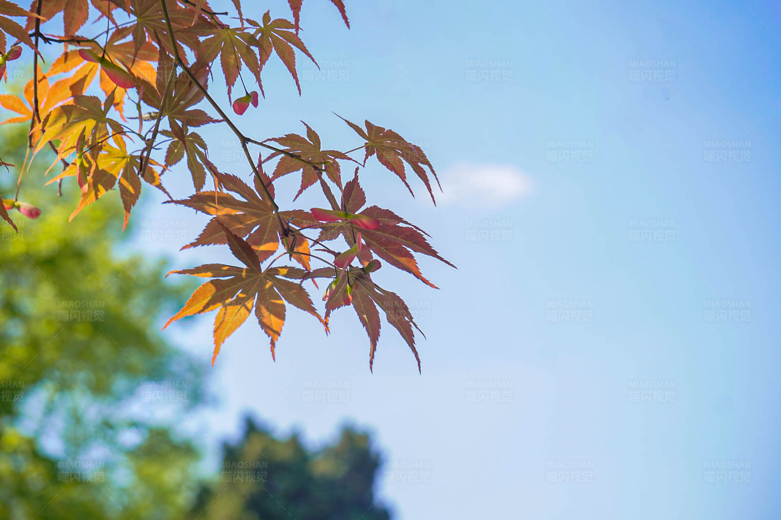 秋日枫叶映蓝天图片