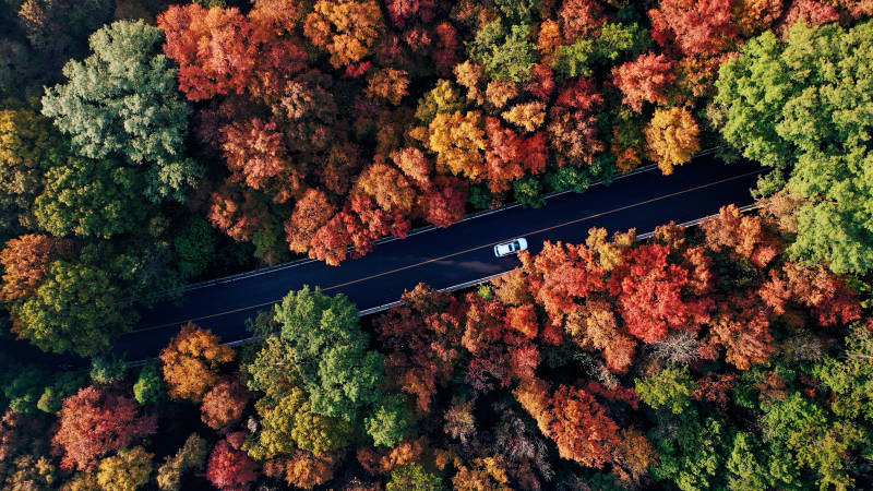 秋日森林中一辆白色汽车的孤独旅程图片