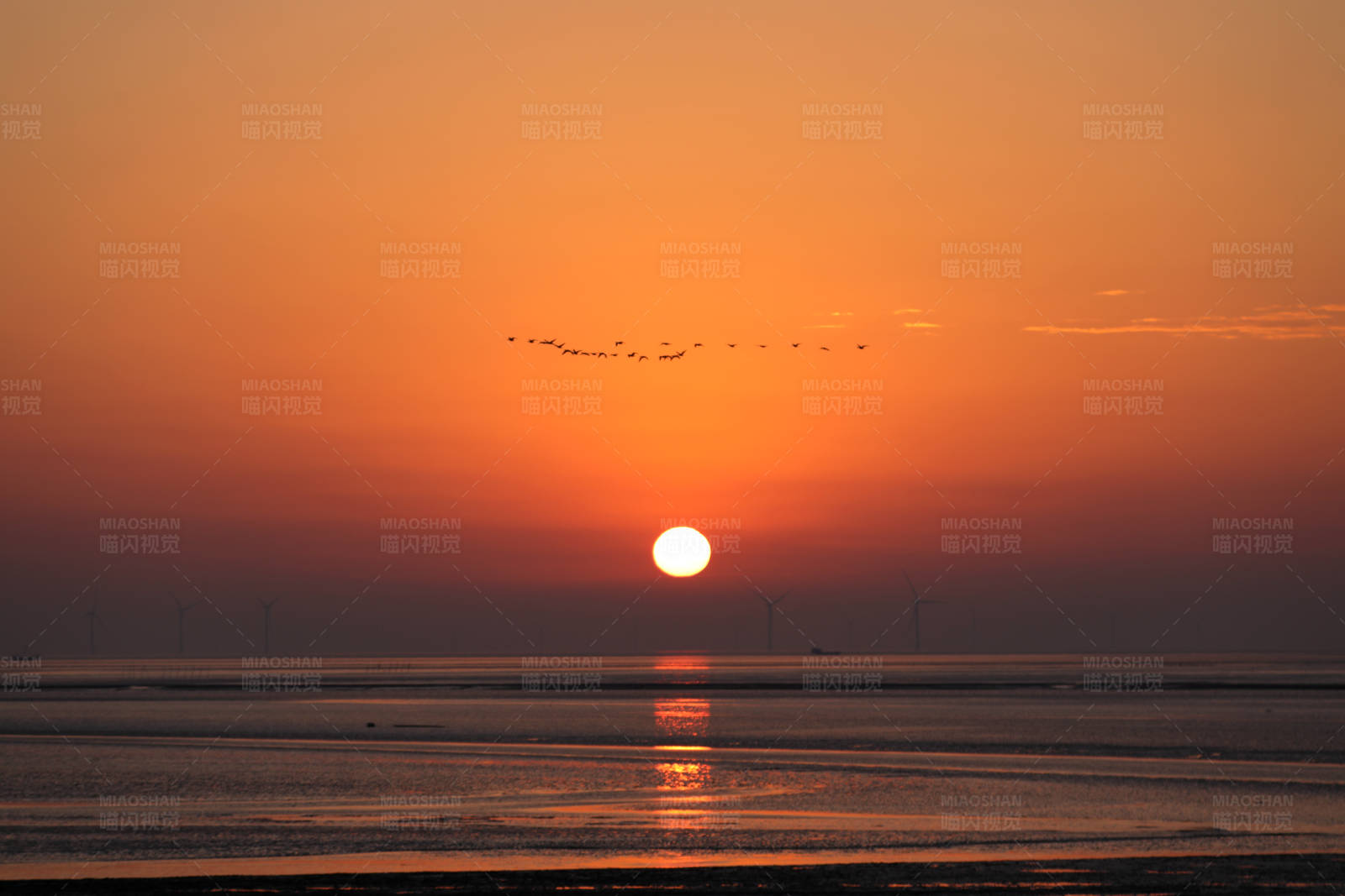 日出飞鸟 海上归途图片