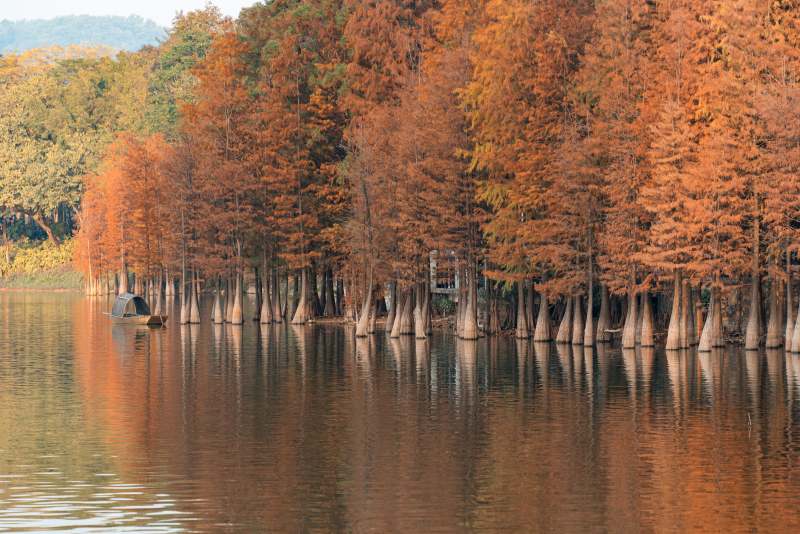 秋林映水 宁静湖光 落羽杉图片
