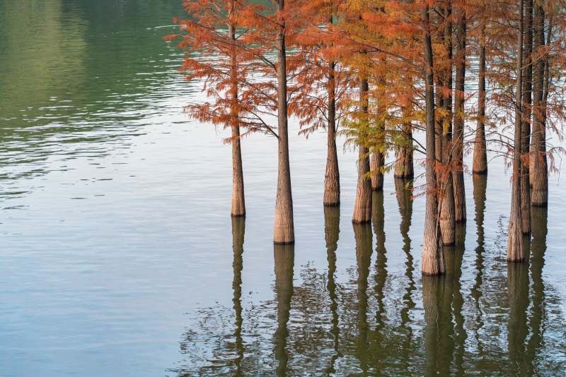 水中红落羽杉图片