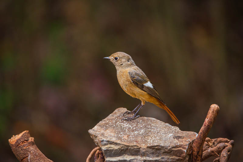 岩石上的小鸟图片