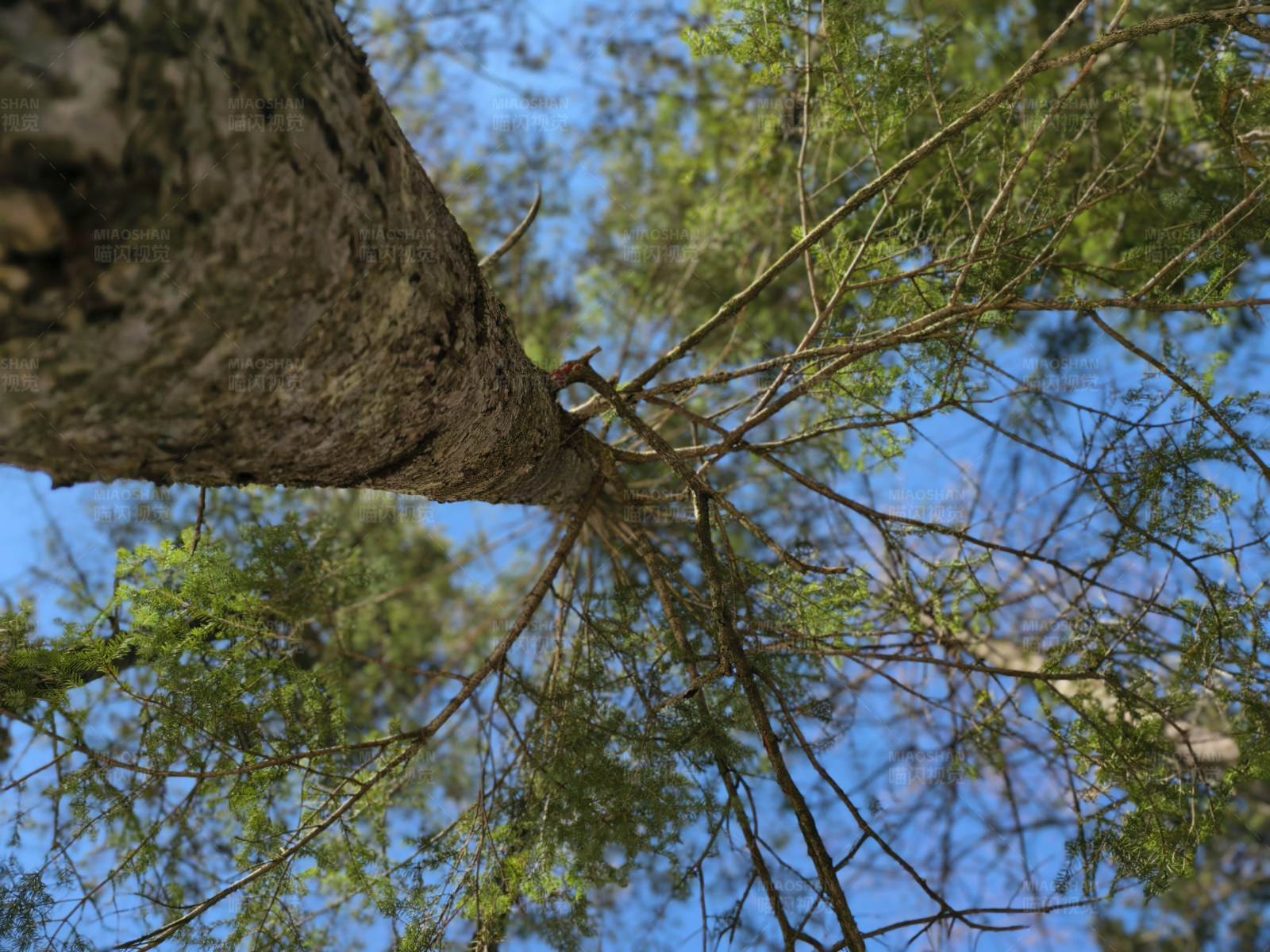 仰望枝叶交错的树冠图片