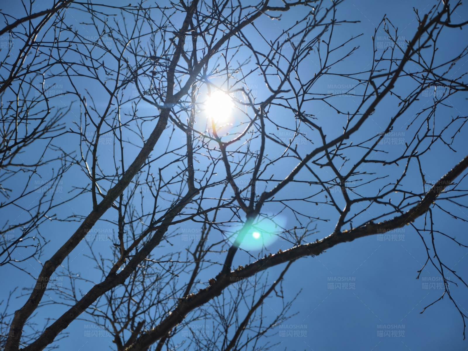 冬日阳光穿过树枝图片