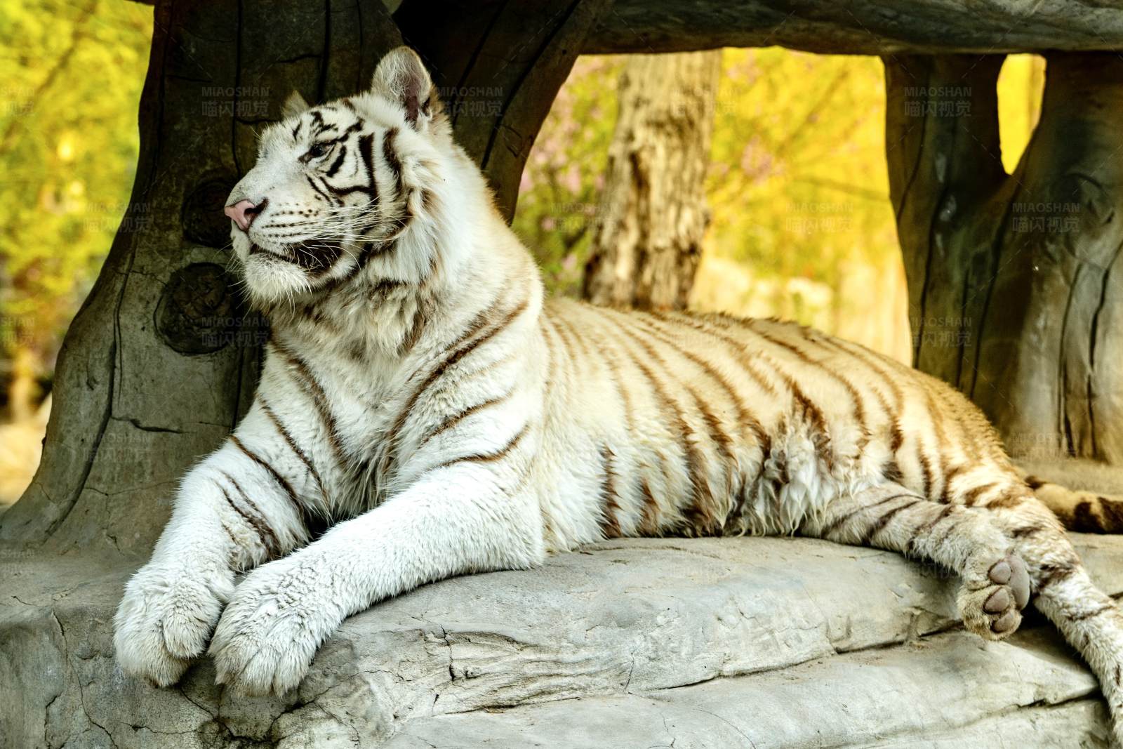 白虎悠闲卧树根图片