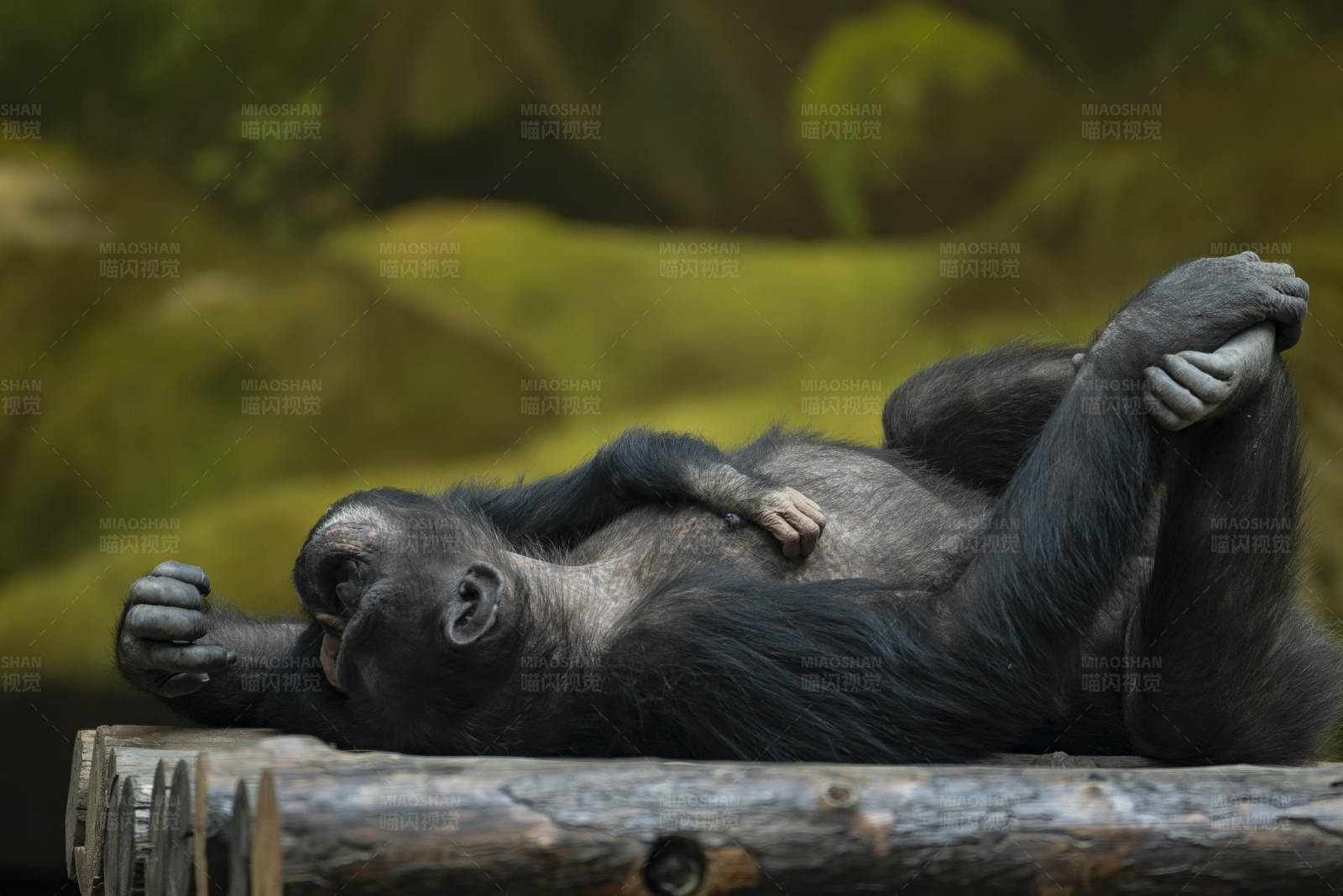 黑猩猩的悠闲时光图片